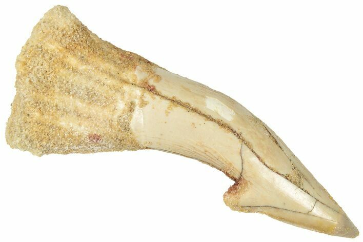 Fossil Sawfish (Onchopristis) Rostral Barb - Morocco #322822